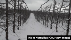 Pemët e mbjella nga Naim Huruglica në Kamenicë.