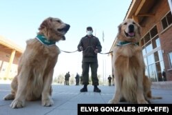 Qentë nuk janë vetëm për t'iu bërë shoqëri njerëzve. Gjatë pandemisë, shumë vende të botës, për shkak të aftësive të tyre të nuhatjes, trajnuan qentë që të detektonin koronavirusin, shembull sikurse këta dy qen që shihni në foto, të cilët janë trajnuar nga autoritetet në Kili.