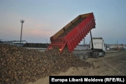 Fotografie de la recoltarea sfeclei de zahăr în R. Moldova, la o fabrică locală de producere a zahărului.