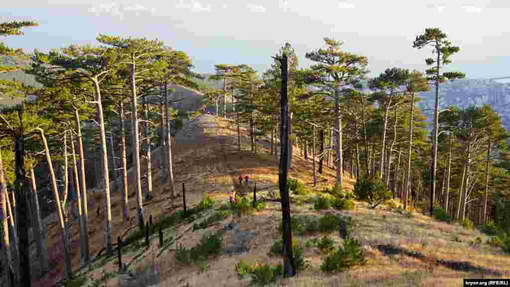 Balanıñ Qayasında bıltırki yanığndan sadece bir qaç terek zararlandı