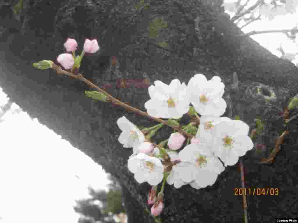 Сакура гүлдөгөндө. 5-сүрөт.  Дилдеги гүл.  - Күн Чыгышта окуп жаткан кыргыз студенти Алмагүл айымдын сүрөттөрүнөн. Жапония. “Азаттык” үналгысы. 2011-жылдын апрели. (Окурмандын кат куржуну).  5-сүрөт.