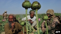 Ооганстандын апийим талааларынын бири