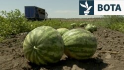 Breshëri mbi shalqinj: Fushat e Hersonit nën sulmet e dronëve rusë