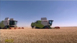 Daýhanlar bugdaý oragynyň bosagasynda gallanyň heniz doly bişmändigini aýdýarlar