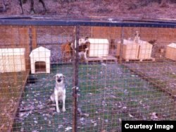 Так выглядит наспех устроенный муниципальный приют для собак