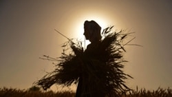 د کرهڼې متخصص عمرخیل: په افغانستان کې قطره اي سیستم ارزانه او اغیزمن دی