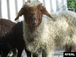 Gurbanlykda gurby catan adamlar janly soýýar.