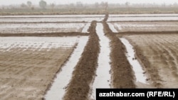 Illýustrasiýa suraty. Arhiwden alyndy. Lebap welaýatynda bir ekerançylyk meýdany