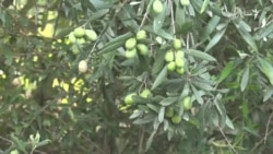 ځینو کروندګرو په سوات کې د زیتونو بوټو کښېنولو ته مخه کړې