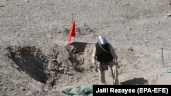 کارمند یک موسسه ماین روبی در ولایت هرات 