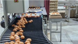 Diňle: Aşgabatda azyk önümleriniň hili we bahasy ilatda alada döredýär