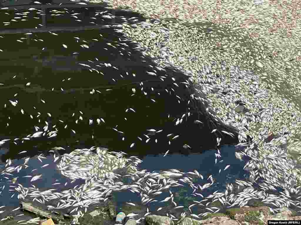 Veće količine uginule ribe zabeležio je reporter RSE u vodi na obodu izletišta Ada Ciganlija. 