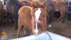 Жылкы этин жактырган англичан 