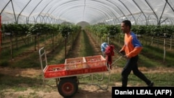 Британские работодатели, предлагающие сезонную работу выходцам из Центральной Азии, советуют соискателям работать с рекрутинговыми фирмами, с которыми заключены контракты