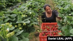 Фавершемде (Улуу Британияда) Кулпунай терип жаткан жумушчу аял.