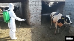 د کانګو له ویرې یوې غوا باندې سپرې شیندل، ارشیف