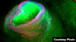 Matične ćelije, ilustracija