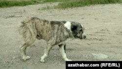 Türkmen häkimiýetleriniň öýsüz jandarlara rehimlilik bilen daraşmagyň deregine, olary wagşylarça öldürmegi saýlap alýandygy bellenilýär.