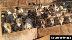 Aşgabadyň eteginde itler üçin penahana, Gäwers, 2017