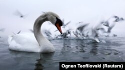 Охридско Eзеро