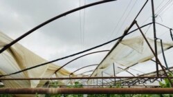 Кучли шамол навоийлик тадбиркорнинг иссиқхонасини вайрон қилди