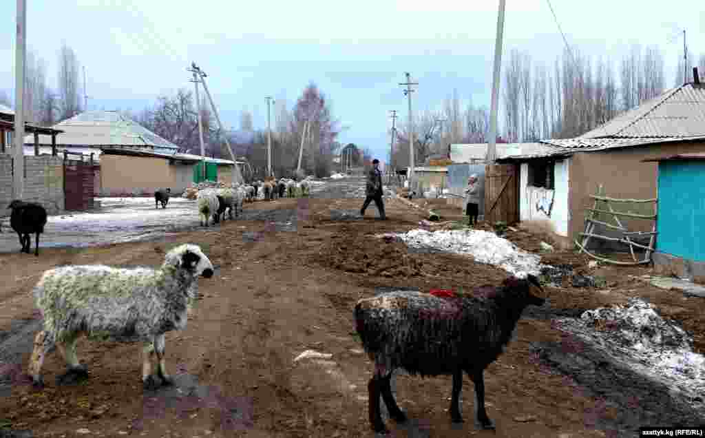 Мурдараак төө буурчакты Таластын ылдый жагы гана айдачу. Жыл өткөн сайын өйдөңкү аймактарда да анын аянты кеңейүүдө.