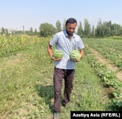 Жамшед табигый жер семирткичке баккан дарбыздарын көтөрүп келе жатат.