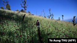 کشت کوکنار در میانمار 