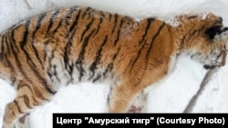 Истощенная тигрица в Хабаровском крае