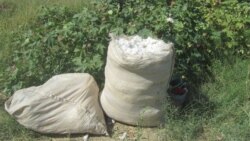 Türkmenistanyň regionlarynda pagta ýygymyna girişildi, oňa býujet edaralarynyň işgärleri ‘mejbury çekilýär’