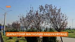 Мақомдорони Хуҷанд бовар доранд, ки магнолияҳои хушкида, рӯзе мешукуфанд