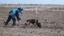 VIDEO | Câinii din Bosnia detectează minele de teren din Ucraina