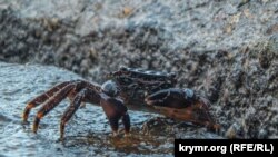 Краб на пляже в Крыму, архивное фото 