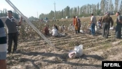 Пахта терим, Өзбекстан