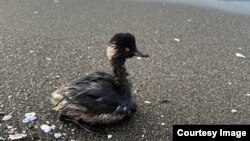 Птица, испачканная мазутом. Иллюстративное фото