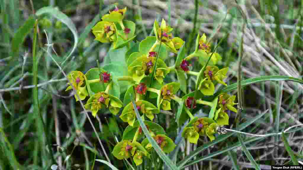 Молочай миртолистий любить скелі та кам'янисті схили з вапняним ґрунтом, яких на околиці міста хоч ставок гати