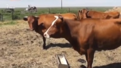 Туймазы районында тилчә (ящур) авыруы чыкты