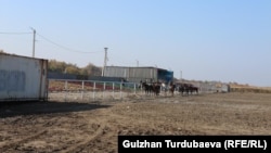 Ат майдандын азыркы көрүнүшү. Сокулук. 30-октябрь, 2024-жыл.