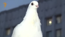 Против оккупации Крыма!