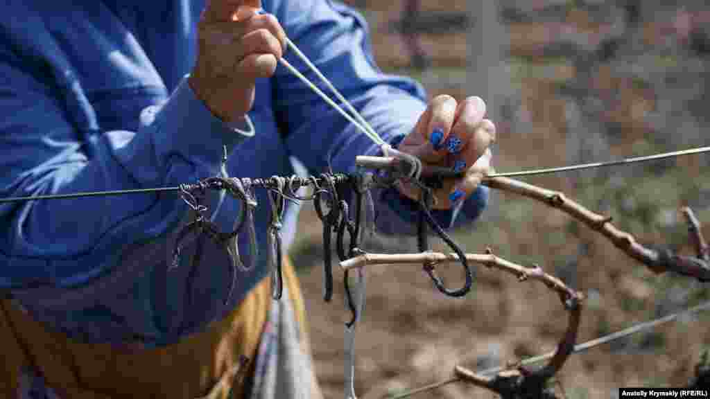 Підв'язка плодових ланок до дротяної шпалери вимагає певної вправності