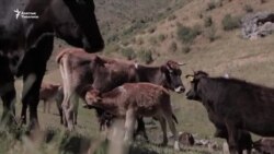 Ош: күйдүргү чыккан айыл карантинге алынды