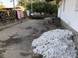 Cotton harvested in the fields awaits sorting at the home of Abdukholik Gadoev's son.
