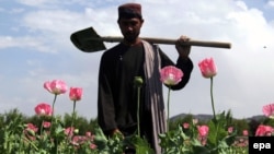 مزارع کوکنار در افغانستان