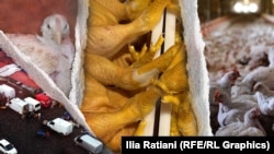 ჟურნალისტური გამოძიება