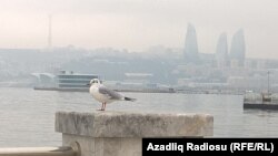 Каспий деңизи. Иллюстрациялык сүрөт.