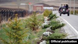 Бишкекте тигилген ийне жалбырактуу карагайлар.