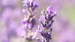 Teberti: etrafında boğday tarlaları ve mavıca dağlar olğan "Qırım Provansı" (video)