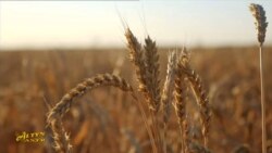 Lebabyň ençeme obasynda güýzlük bugdaý ekişine heniz girişilmedi