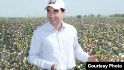 Президент Туркменистана Гурбангулы Бердымухамедов на хлопковом поле