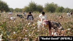 Мактаббачагони деҳаи Сафедтеппаи ноҳияи Спитамени вилояти Суғд дар пахтазор.